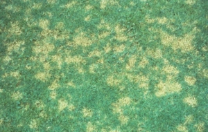 Dollar Spot (photo courtesy UMass)